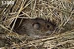 Microtus pennsylvanicus, Meadow Vole
